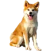  Dog Maat: 4XL