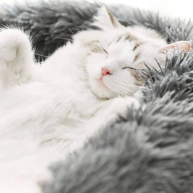 MrFluffyFriend - De Beste Kattenmanden Voor Het Verlichten Van Angst.