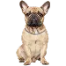  Dog Maat: L
