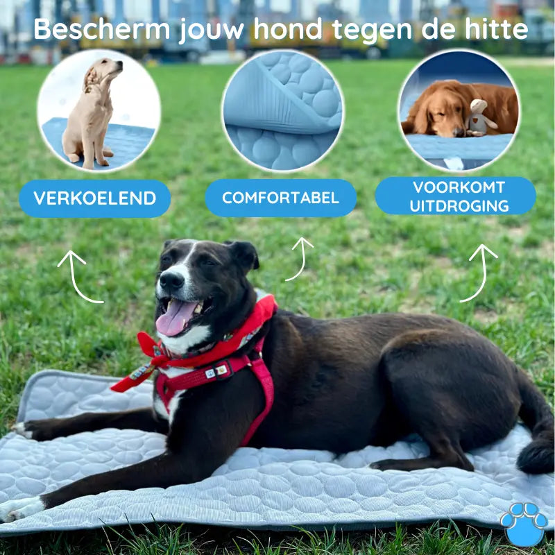 MrFluffyFriend - Beste Koelmat Voor Huisdieren