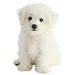  Dog Maat: XS
